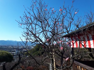 3分咲きの「道知辺」