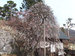 梅天神横の中咲きの「しだれ梅」がすでに4分咲き。