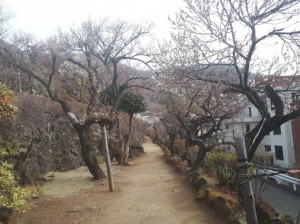 入園口付近も２分から３分咲きに。