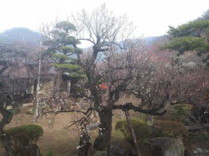 長生閣前庭もピンク・赤・白の花が咲き出しています。