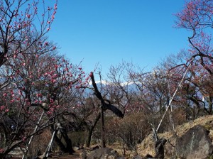 雲一つ無い南アルプスと「寒紅梅」