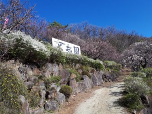 「黄梅」と「雪柳」