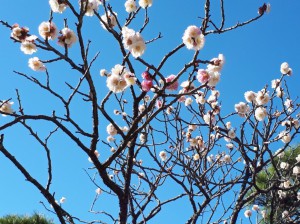 展望台下の「思いのまま」白とピンク！