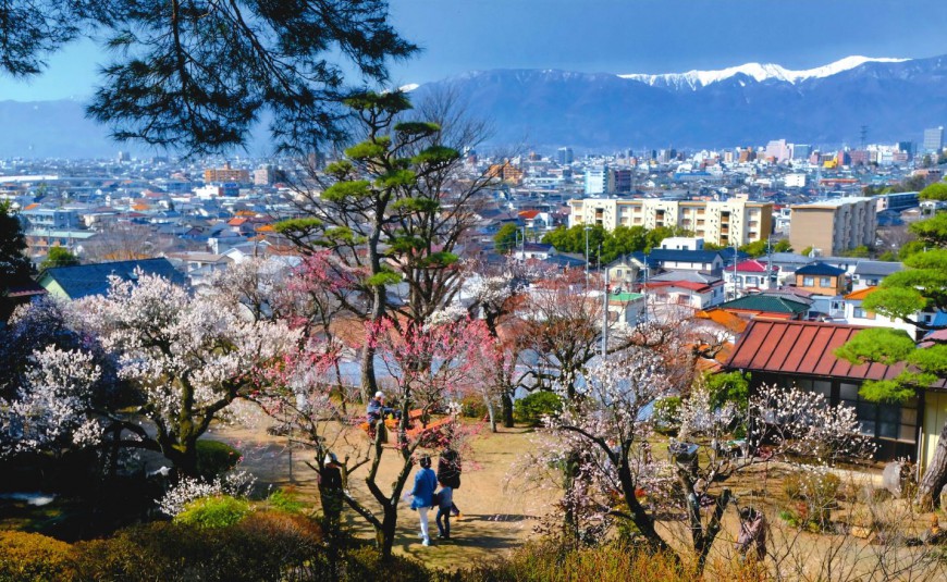 不老園 梅 観光地 山梨 フォトコンテスト 結果