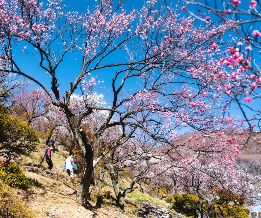 不老園 梅 観光地 山梨 フォトコンテスト 結果