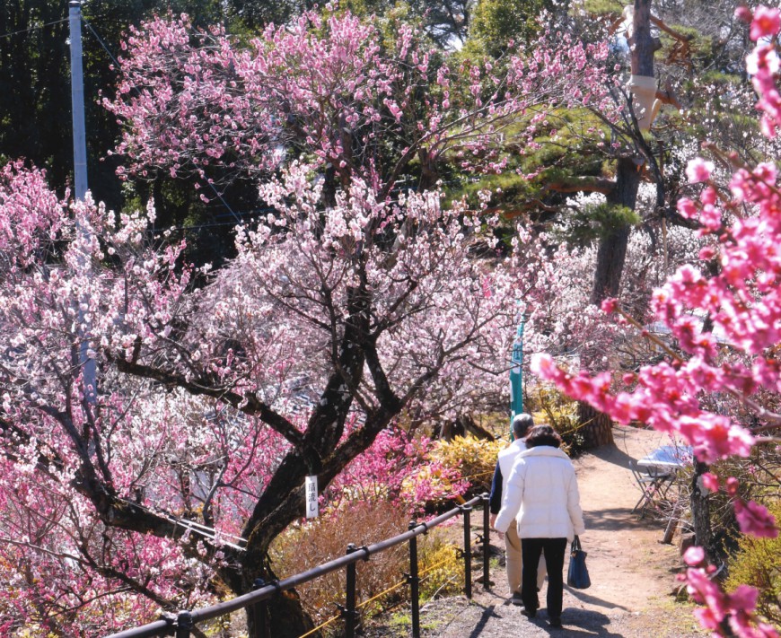 不老園 梅 観光地 山梨 フォトコンテスト 結果