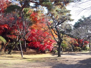 長生閣前の庭園はすっかり秋の景色です。