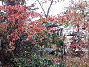 喜楽庵前の紅葉です。