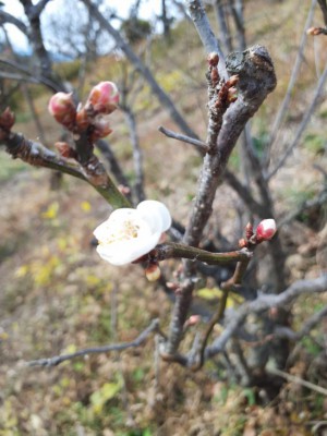 12月7日に開花「雲竜梅」