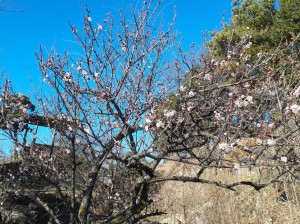 展望台の「寒紅梅」が咲きだしました。