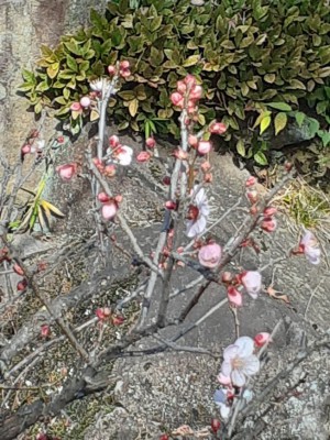 12月10日開花「扇ながし」