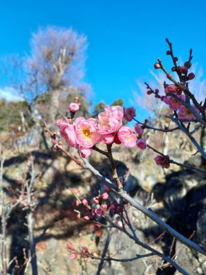 「夫婦梅」も数輪開花！