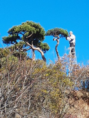 松の手入れも順調に