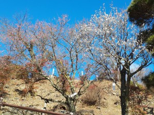 梅天神上の「寒紅梅」と「冬至梅」