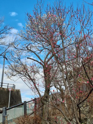 道路沿いの「寒紅梅」「冬至梅」