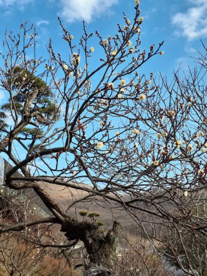 「冬至梅」が１分～２分咲きに