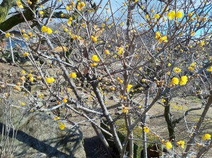 黄色の「ろう梅」はほぼ咲き揃いました。