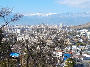 雪化粧の南アルプスとと「冬至梅」