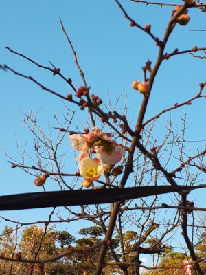 「ぼけ」の花まで開花