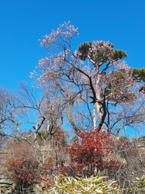 青空に映える「寒紅梅」