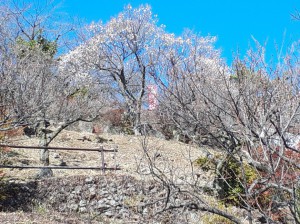 ３分咲きの「冬至梅」