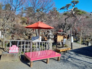 売店前も少しづつ開花してきました。