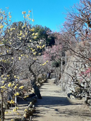 入園口からの沿道も色づきだしています。