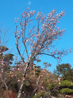「紅冬至梅」はほぼ８分咲きです。