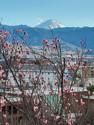 「寒紅梅」と富士山