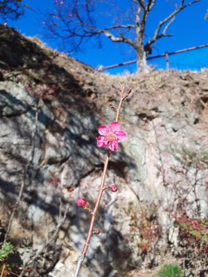 遅咲きの「紅千鳥」が華麗に１輪