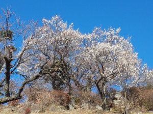 すでに満開を迎えた「冬至梅」