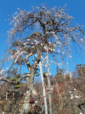 売店前の「日月しだれ」がさらに花をつけてきました。