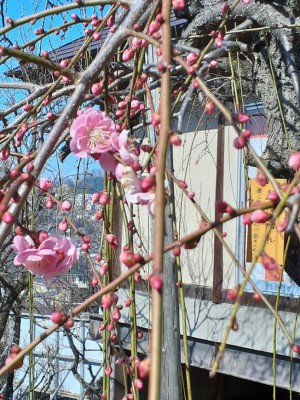 展示室前の「紅梅しだれ」が咲き出してきました。