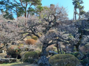 「長生閣」前庭の１００年以上の「冬至梅」が見頃です。