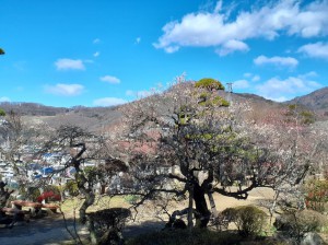 長生閣前庭園も見頃に。