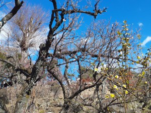 咲き出した「黄梅」と「甲州野梅」