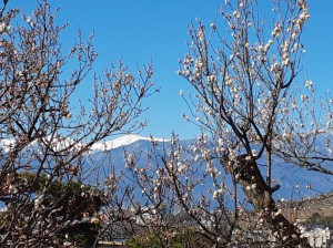 今日も雲一つ無い南アルプスと早咲きの梅