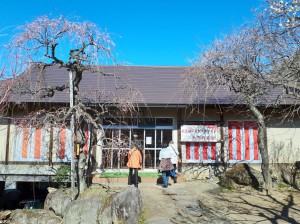 展示室前の左右の「紅梅しだれ」が咲き出しています。