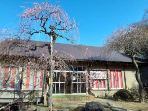 展示室前の「紅梅しだれ」が見頃になってきました。