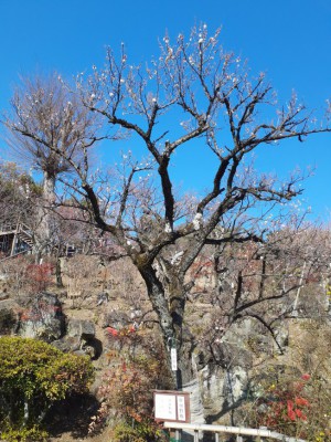 「甲州野梅」はアッという間に3分咲きに！