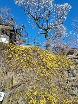 「黄梅」がいよいよ黄色鮮やかに！