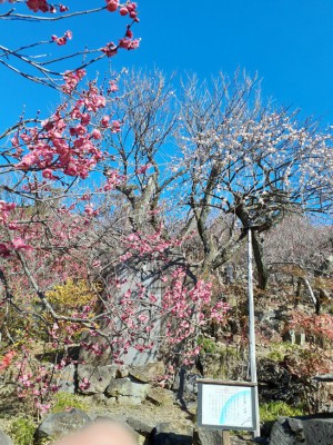 遅咲きの「豊後梅」も咲き出しました。