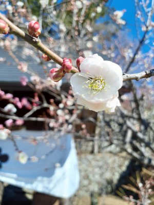 「思いのまま」今年は白が主流、一部ピンクも。