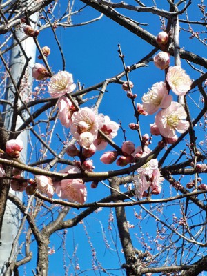 遅咲きの「見驚梅」が花を付け出しました。