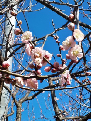 遅咲きの「見驚梅」が花を付け出しました。