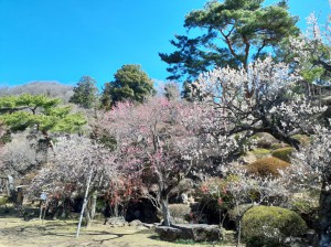 長生閣前の庭園も見頃！