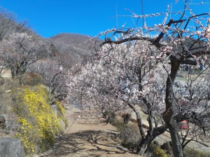 「黄梅の小径」は鮮やかに！