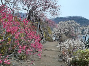 早咲きから遅咲きまで色とりどり。