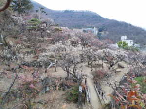 園内の花が一層と鮮やかに！