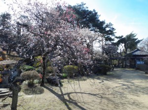 「長生閣」前庭園も見頃に！